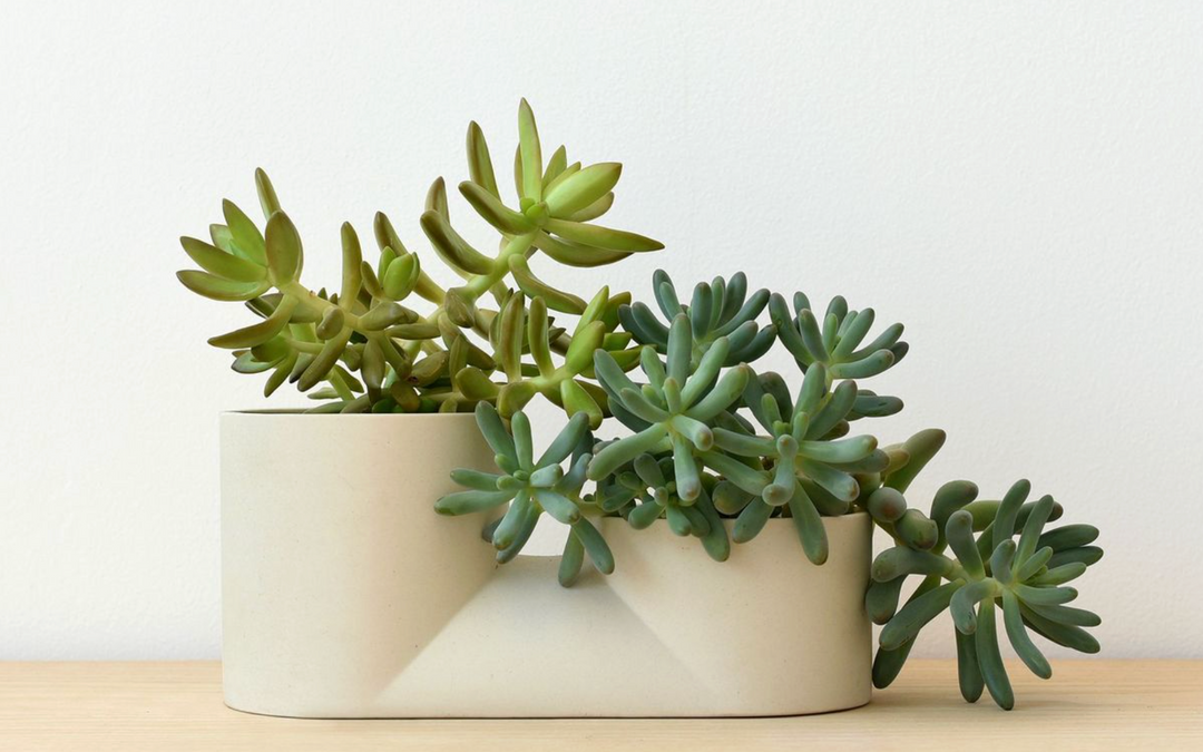Minimalist ceramic planter with sculptural succulents, modern tabletop decor