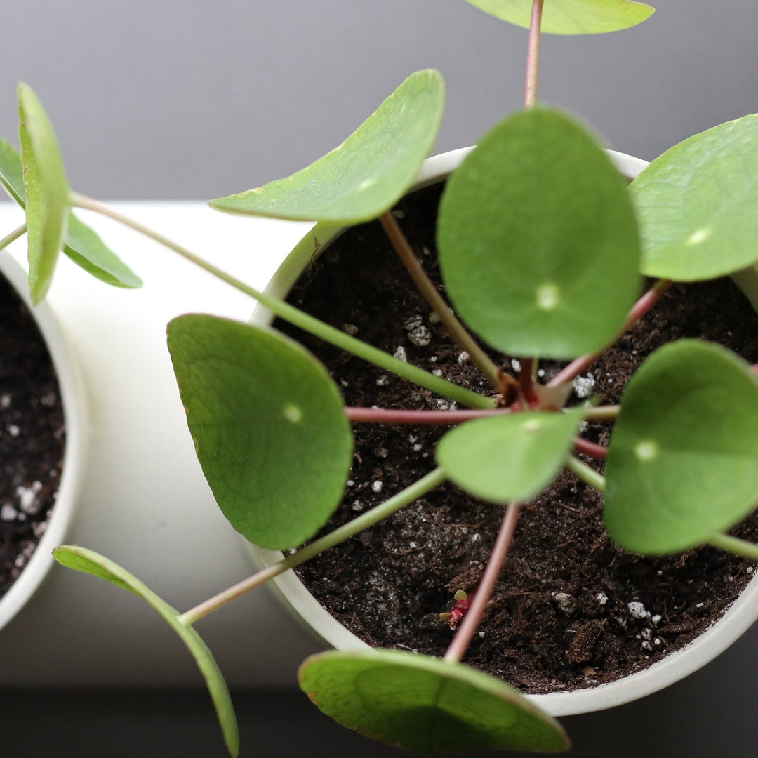Double Planter