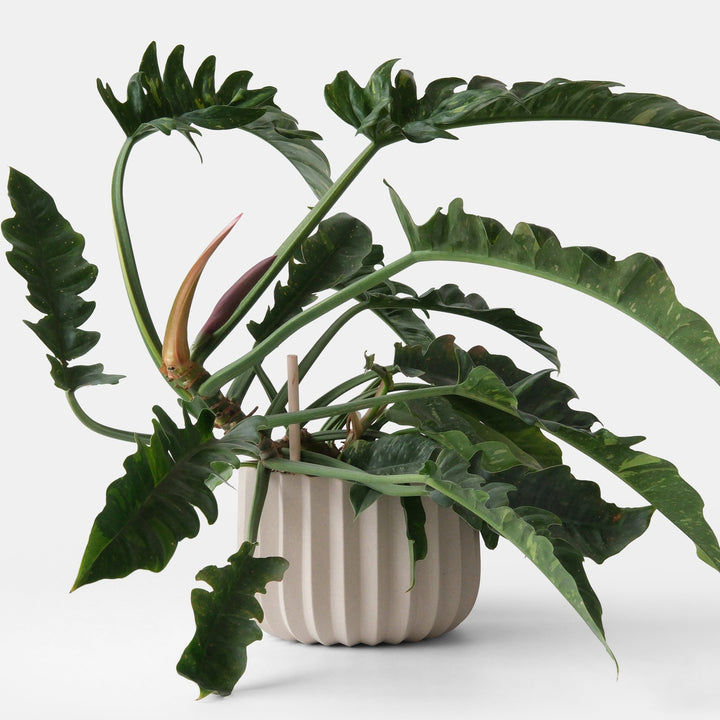 Wrap Planter