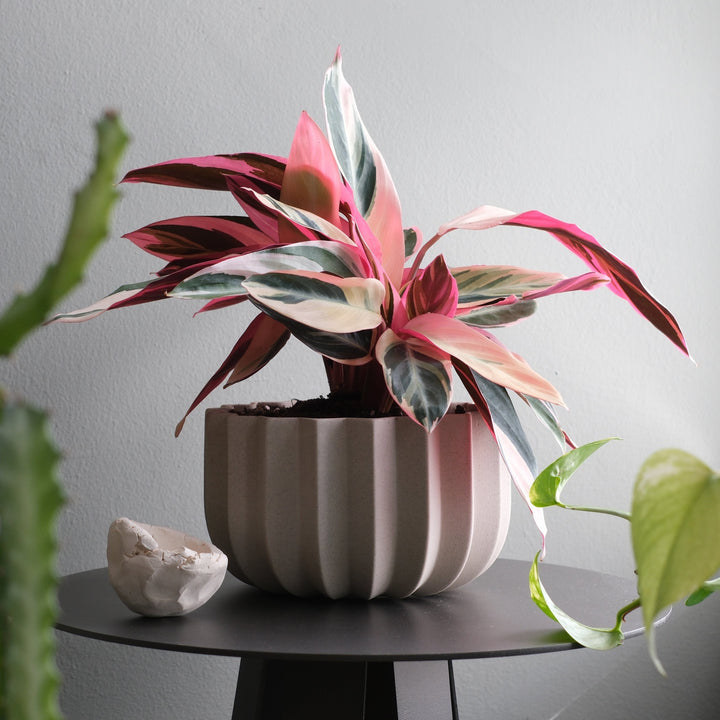 Wrap Planter