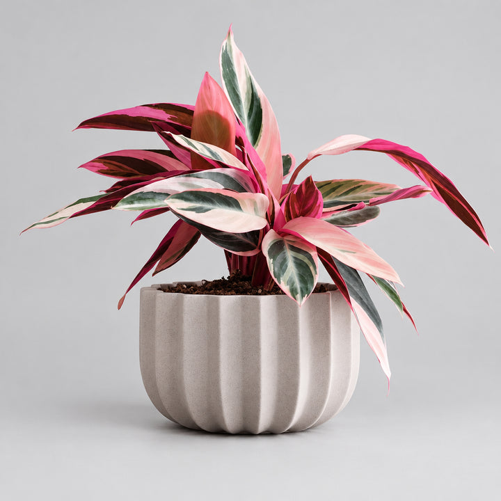 Wrap Planter