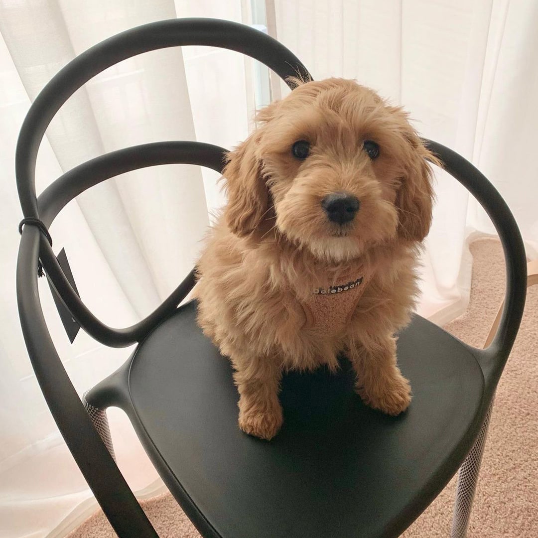 Loop Chair - Set of 2 pieces