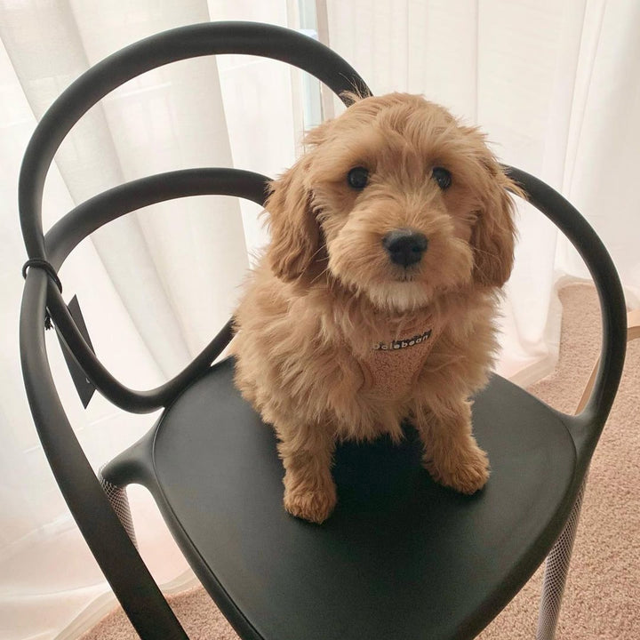 Loop Chair - Set of 2 pieces